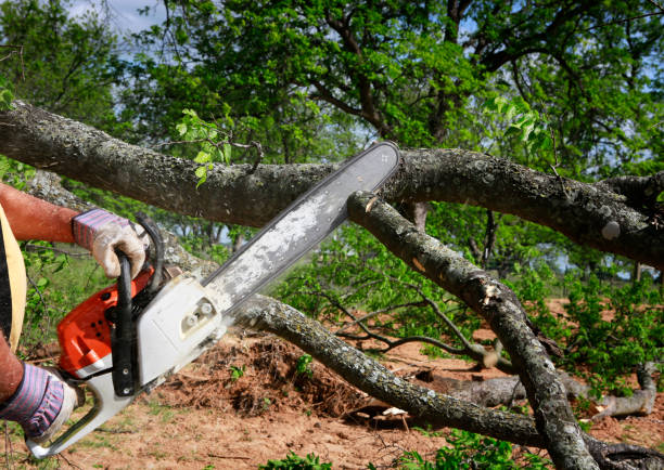 Best Root Management and Removal  in Privateer, SC